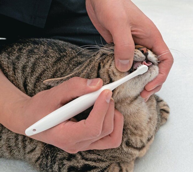 猫のあごの下に手を添えて保定する様子