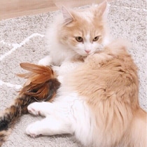 短毛猫と長毛猫、じつは行動にも違いがある！？よくある行動で比べてみた