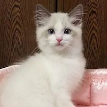 毛が短かった生後3カ月のラグドール子猫→7年後、もこもこでふわふわの「ゴージャスな姿」に成長！