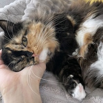 愛猫と“気持ちが通じ合った”経験は？ 猫が人に寄り添うことはあるのか獣医師に聞いた
