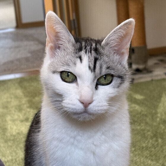 サバトラのもーしゃんちゃん