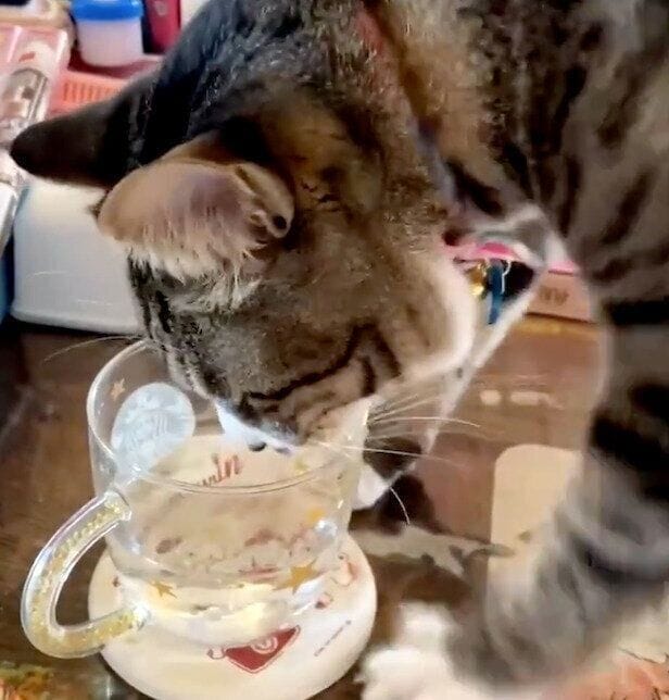 水を飲む前に、前足でかくようなしぐさをするマサムネくん