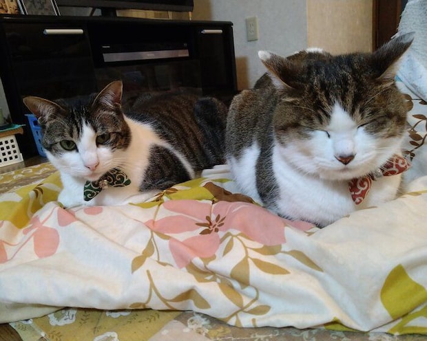 並んでくつろぐ2匹の猫