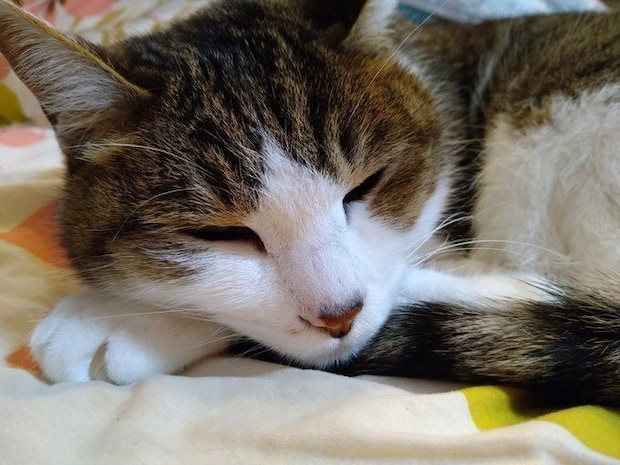 気持ちよさそうに眠る猫