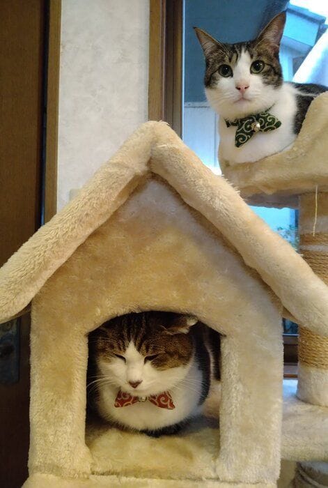 キャットタワーでくつろぐ2匹の猫