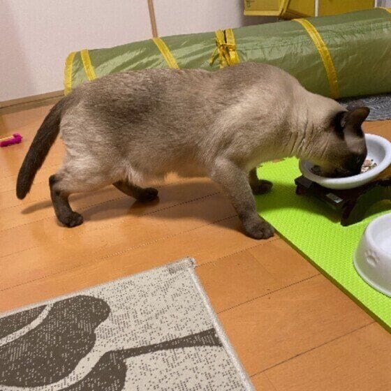 フードを食べるトンキニーズ