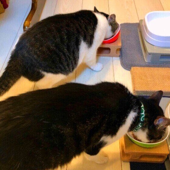 ゴハンを食べる2匹の猫