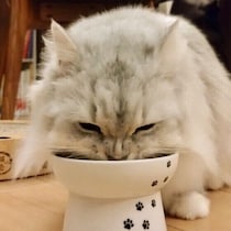 食が細い、なかなか食べないを解決！愛猫の「食べ方の困りごと」体験談と獣医師解説