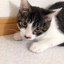 猫にもトラウマはある？過去の出来事が影響するのか解説