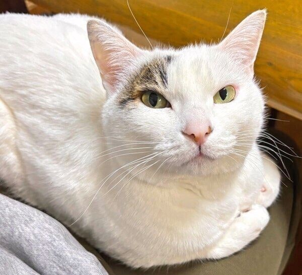 飼い主さんには塩対応な雪丸くん
