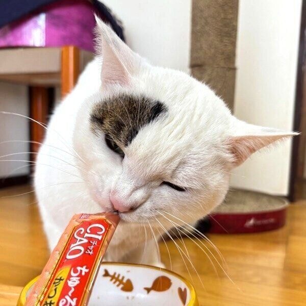 おやつにご満悦の雪丸くん