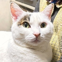ばあちゃんの膝の上では甘々な元保護猫→飼い主の前では「塩対応」　態度の違いにクスッ