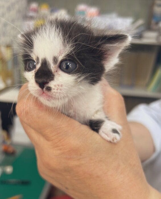 生後1か月の子猫