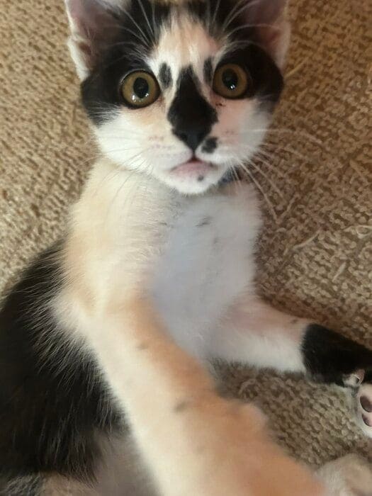 飼い主を見る生後3カ月の子猫