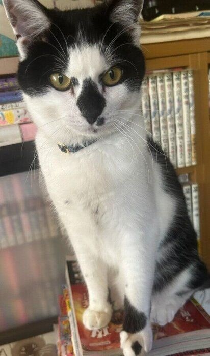 座っている生後10カ月の猫