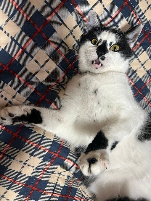 口を開けて飼い主を見る猫