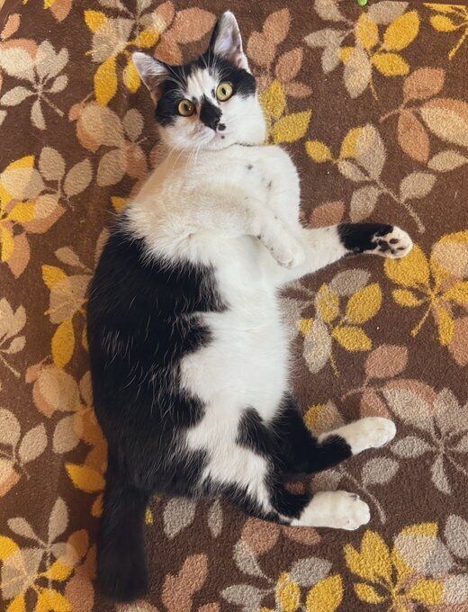 くつろいでいる猫