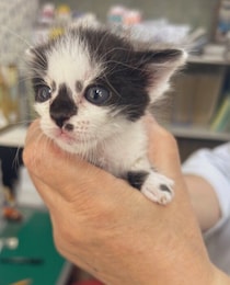 片手に収まるほど「ちっちゃかった」生後1カ月の保護子猫→大きな体になり、生後10カ月の今はゴハンを待てるコに成長！