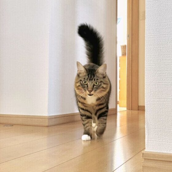 キジトラのチミィくん
