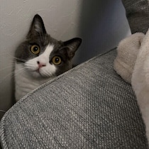 猫の動きやすさと本能を刺激する「床まわり」の環境づくりを専門家が解説
