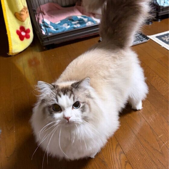 ラグドール　おねだり