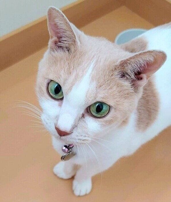 凛ちゃん
