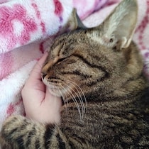 同居猫を亡くした悲しみに寄り添ってくれた16才の愛猫　飼い主の手をぎゅっと握る姿が愛おしい