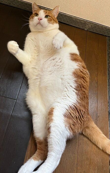 床に寝転ぶ猫