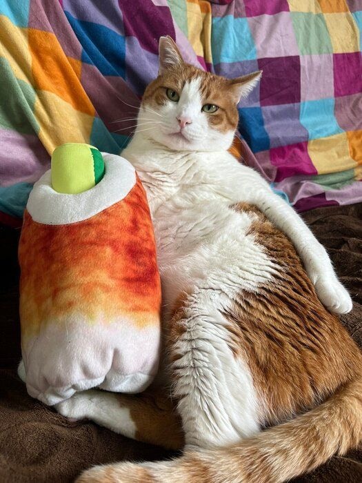 くつろいでいる猫