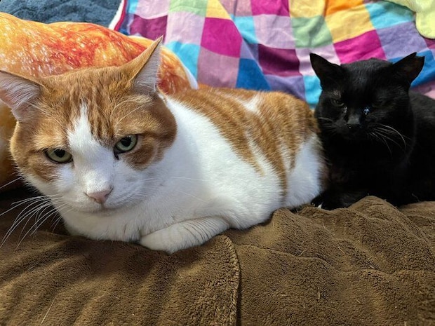並んでくつろぐ2匹の猫