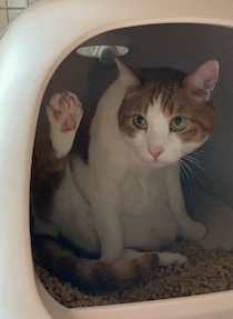 お迎え初日にトイレにこもっていた元保護猫→3年半後、ソファでくつろぐ“ふてぶてしい”姿が微笑ましい！