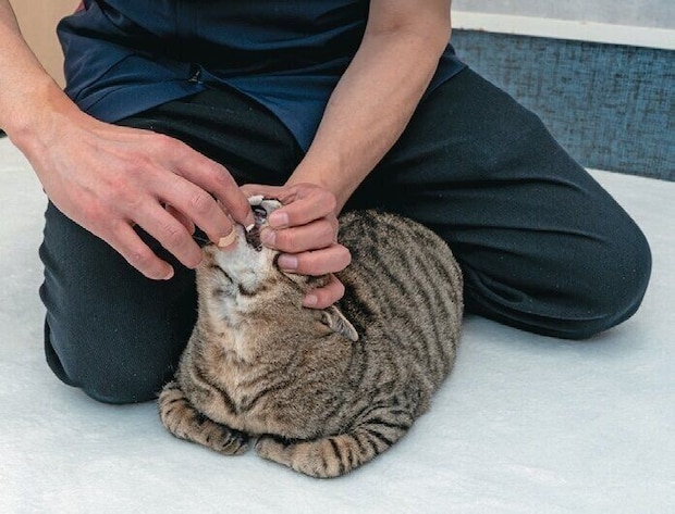 太ももの間で保定される猫