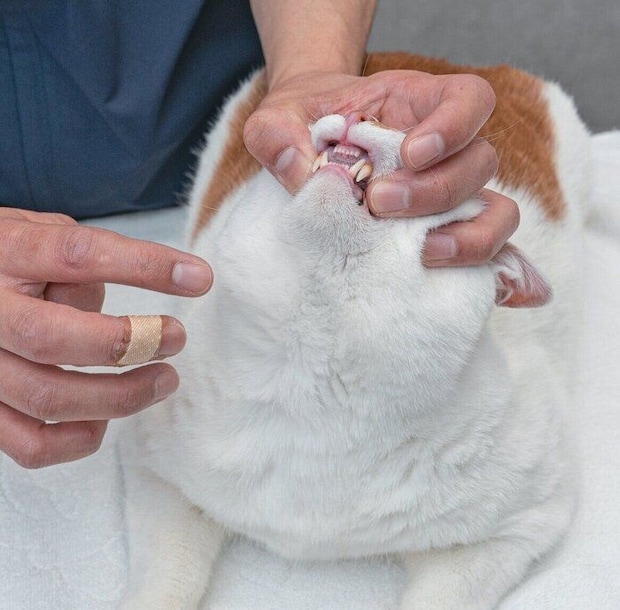 猫ののどの奥に薬を落とす様子