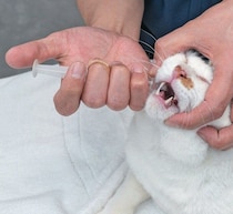 愛猫に「投薬」が必要になったときに備えて 知っておきたい投薬時の体の押さえ方