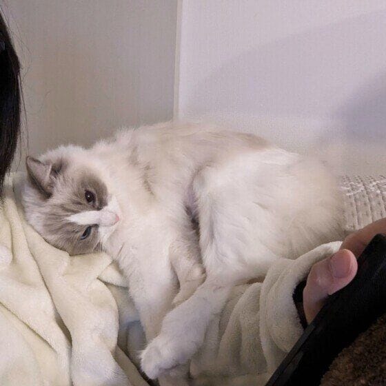 ラグドール あまえんぼ