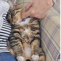 猫が家族の中で特定の人に甘えるのはなぜ？　気になる理由を獣医師が解説