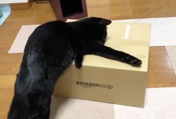 ダンボールを開けようとする黒豆くん