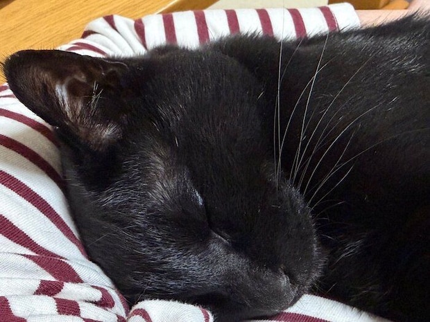 飼い主さんの腕枕で眠る黒豆くん