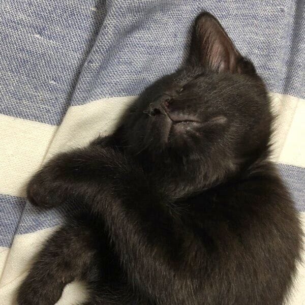 生後3カ月ごろの黒豆くん