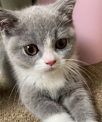 目がまんまるであどけない表情だった子猫→約6年後、可愛らしさが残ったままムクムクと大きく成長！