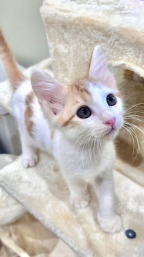 沖縄の猫問題はなぜ複雑？動物愛護センターが直面する課題