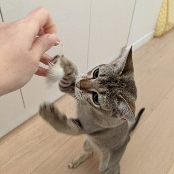 シンガプーラ　ちょいちょい
