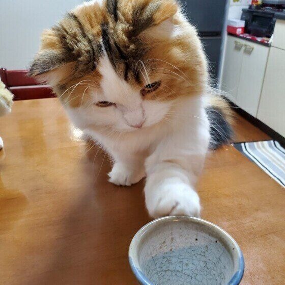 その他の猫種　いたずら猫ちゃん