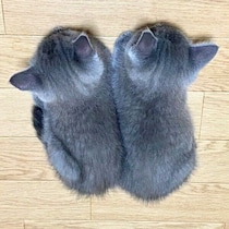手のひらサイズでふわふわの“毛玉ちゃん”だった2匹の保護子猫→5才目前の今、“むっちり”とした姿に成長