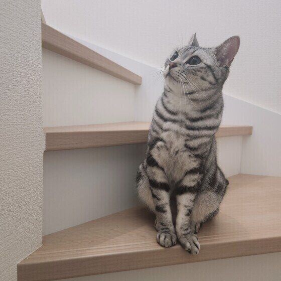 アメリカンショートヘアのトムくん