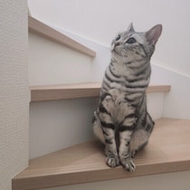 猫が階段を陣取るのはなぜ？　階段が猫に気に入られる理由