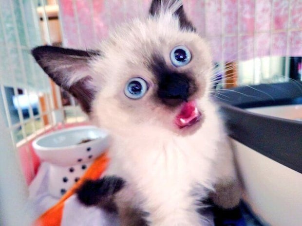 生後4カ月の猫