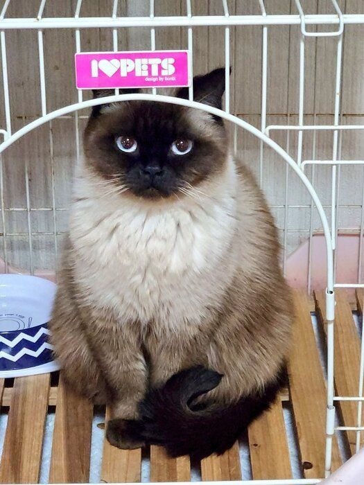 2才の猫