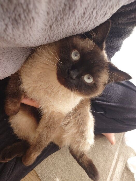 見上げる猫