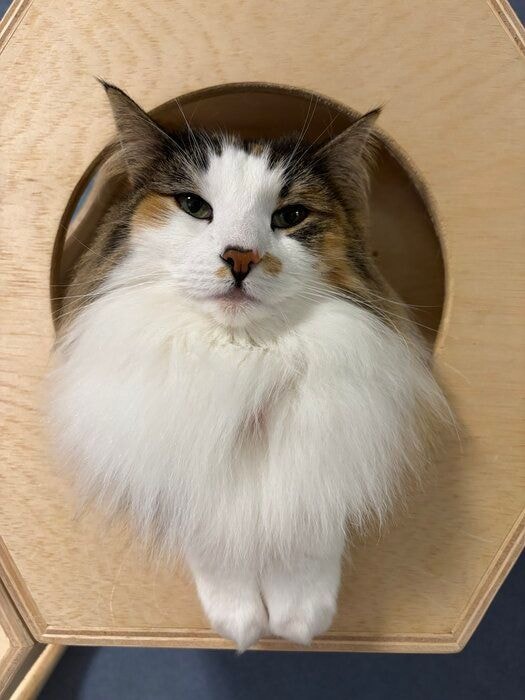 くつろぐノルウェージャンフォレストキャット